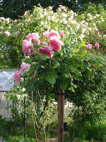 Le jardin pour vous reposer