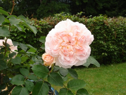 Possibilité d'échanger des plantes avec les passionnés de jardin 